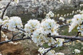 Mê mẩn hoa mận trắng tinh khôi giữa núi rừng Chu Lìn