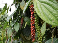 Giá tiêu hôm nay 13/2: Ổn định ở mức 59.000 - 62.000 đồng/kg