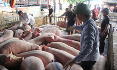 Giá heo hơi hôm nay 13/2/2023: Đi ngang trên diện rộng
