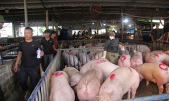 Giá heo hơi hôm nay 14/2: Đi ngang trên diện rộng, thị trường lặng sóng