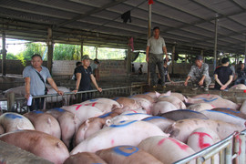 Giá heo hơi hôm nay 15/2: Giảm rải rác ở một vài địa phương