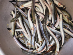 Cá kèo tăng giá chóng mặt, dân nuôi không có mà bán