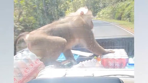 Khỉ hoang nhảy lên xe bán tải trộm nước bất thành