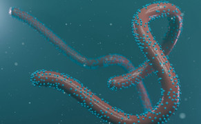 Thêm quốc gia phát hiện ca nghi nhiễm virus Marburg 