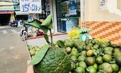 Vì sao cam sành rớt giá thảm hại, phải kêu gọi 'giải cứu'?