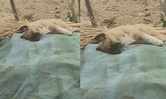 Bạn cừu thân thiết bị mổ thịt, chú chó trầm cảm rồi qua đời