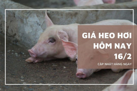 Giá heo hơi ngày mới 16/2: Đồng loạt đi xuống, mức giảm mạnh nhất 2.000 đồng/kg