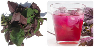 Uống nước lá tía tô hàng ngày có tốt không?