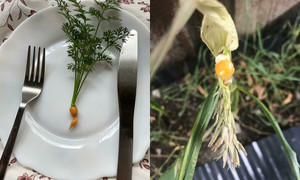 Loạt ảnh chứng minh không phải ai cũng có thể 'về quê nuôi cá và trồng thêm rau'