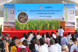 Incipio 200SC - Giải pháp đột phá tính kháng của sâu hại