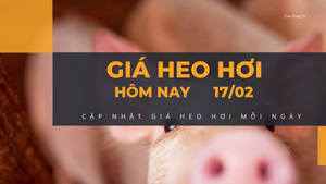 Giá heo hơi hôm nay 17/2: Giá bình ổn, thị trường lặng sóng trên cả nước
