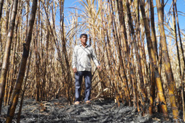 Ảnh: Hơn 300 ha mía cháy bất thường, nông dân Gia Lai thiệt hại nặng nề