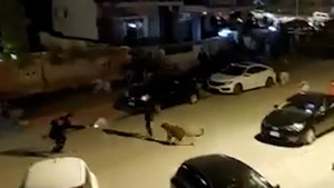 Báo hoang xông vào khu dân cư khiến 3 người bị thương ở Pakistan