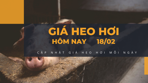 Giá heo hơi hôm nay 18/2: Ổn định, thấp nhất 49.000 đồng/kg