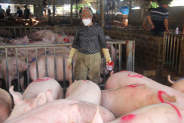 Giá heo hơi hôm nay 19/2: Duy trì ổn định trong cả nước