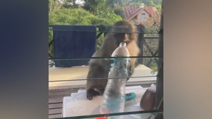 Khỉ hoang lấy trộm nước du khách ở Thái Lan