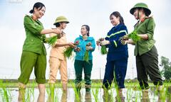 Vẻ đẹp bình dị của Công an Thủ đô khi lội ruộng cấy lúa cùng dân