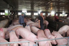 Giá heo hơi hôm nay 20/02/2023: Duy trì ổn định