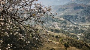 Ngắm hoa ban bung nở trên thung lũng Mường Thanh