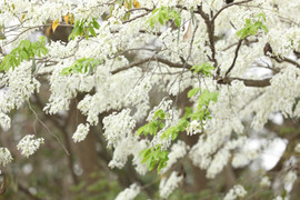 Hoa sưa nở trắng muốt giữa trời Hà Nội