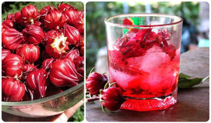 Ai không nên uống atiso?