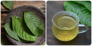 Uống nước lá ổi nhiều có tốt không?