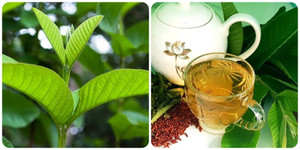 Ai không nên uống nước lá ổi?