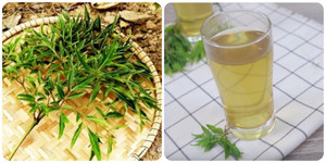 Ai không nên uống nước lá đinh lăng?