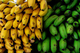 Chuối xanh và chuối chín, ăn loại nào tốt hơn? 