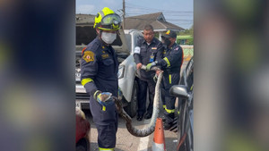 Tránh nắng nóng, trăn dài hơn 3m chui vào ô tô ở Thái Lan