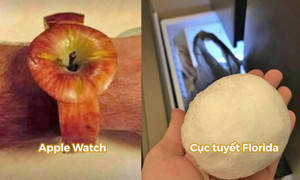 Những thứ kỳ quặc nhất từng được rao bán trên mạng, nhìn mức giá còn sốc hơn