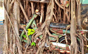 'Báu vật' trong rễ cây si ở Bình Dương, nhiều người sẵn sàng trả tiền tỷ