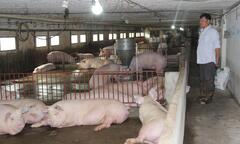 Giá heo hơi hôm nay 24/2: Biến động trái chiều