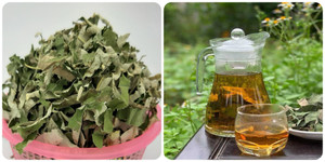 Uống nước lá sen khô có tác dụng gì?