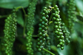 Giá tiêu hôm nay 25/2: Ổn định ở mức 64.500 - 67.000 đồng/kg