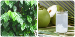 Uống nước dừa với lá trầu không có tác dụng gì?