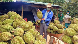 Ồ ạt chặt cà phê và hồ tiêu để trồng sầu riêng: Hậu quả khó lường