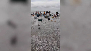 Cá mòi dạt kín bờ biển ở Philippines, dân mang thùng ra thu hoạch