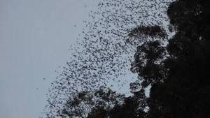 Choáng ngợp cảnh tượng đàn dơi gần 3 triệu con bay ra khỏi hang ở Malaysia