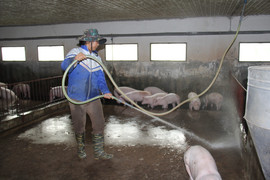 Giá heo hơi hôm nay 26/2: Miền Bắc và miền Nam giảm nhẹ