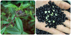 Tác dụng của cây cỏ mực và đậu đen