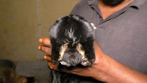 Ấn Độ: Dê con 2 đầu 4 mắt chào đời