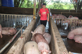 Giá heo hơi hôm nay 27/2/2023: Đi ngang trên diện rộng