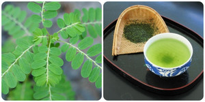 Uống nước lá chó đẻ răng cưa có tác dụng gì?