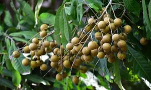 Tác dụng của lá nhãn với sức khoẻ 