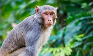 Tìm cách vây bắt con khỉ xâm nhập sân bay Nội Bài