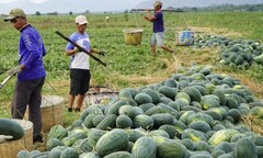 Giá dưa hấu tăng vọt, nông dân Gia Lai bội thu