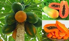 Ăn đu đủ có tác dụng gì?