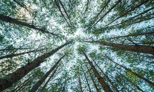 Đà Lạt sẽ thế nào nếu thiếu những rừng thông?