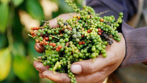 Giá tiêu hôm nay 28/2: Không có biến động, cao nhất 67.000 đồng/kg 